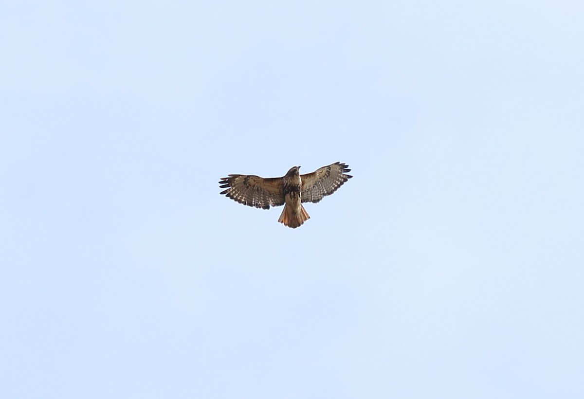 Red-tailed Hawk - ML142816911