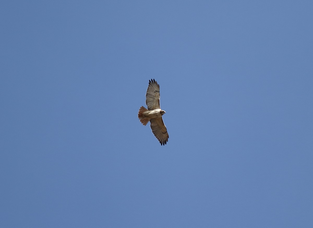 Red-tailed Hawk - ML142816921