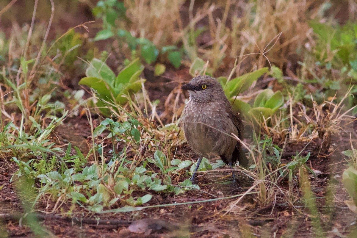 Brown Babbler - ML142819661