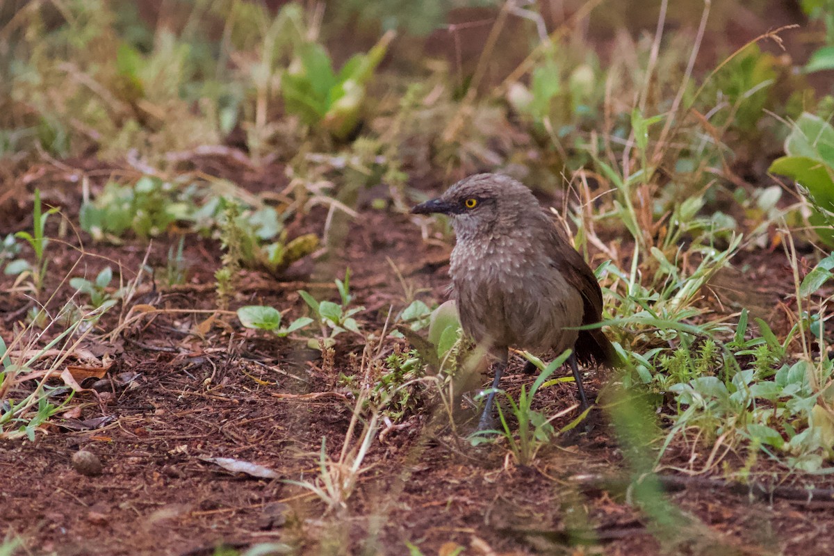 Brown Babbler - ML142819671