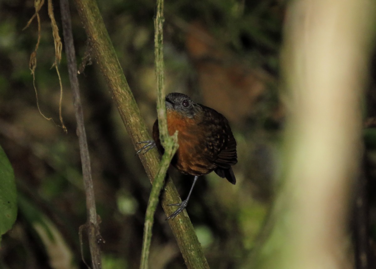 Caura Antbird - Arthur Gomes