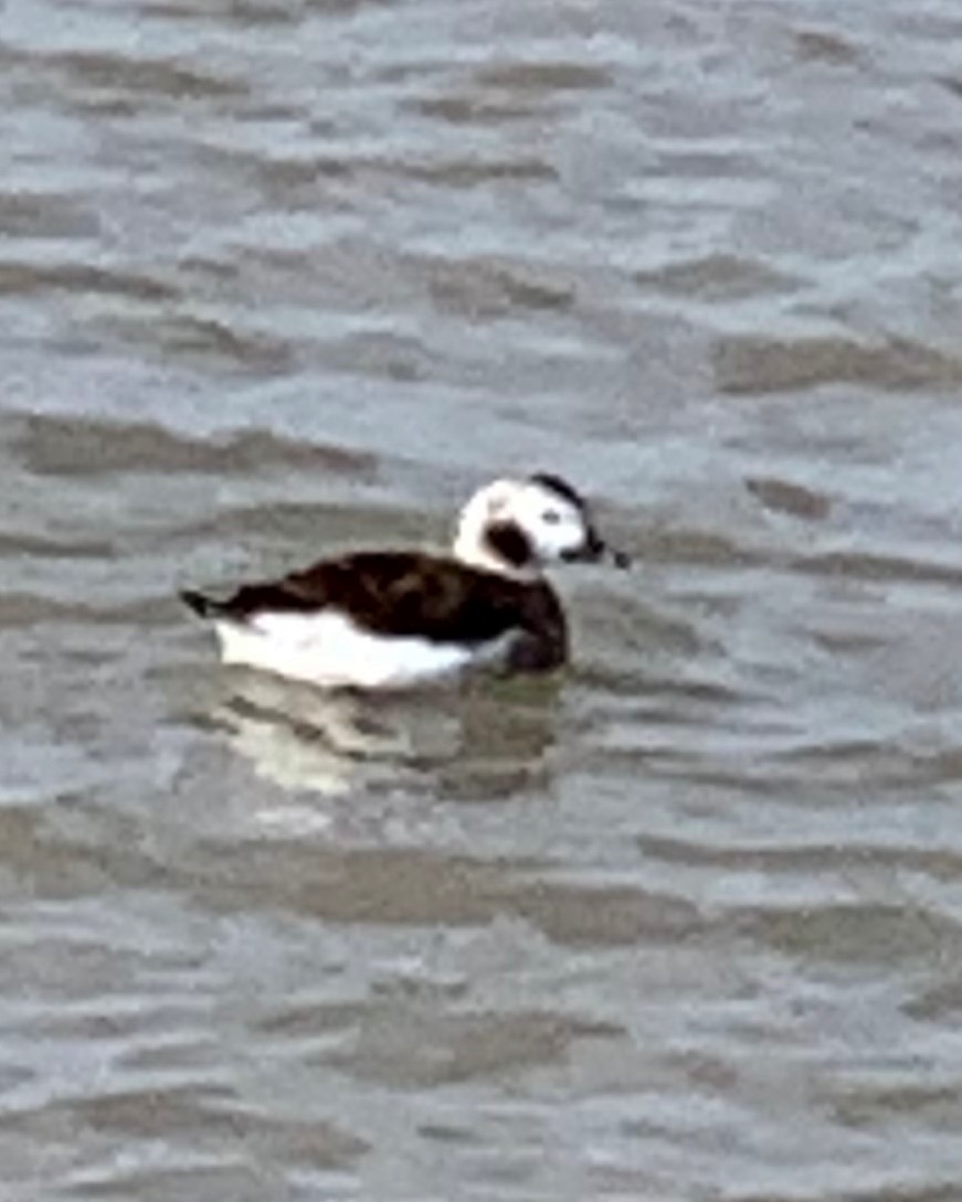 Long-tailed Duck - ML142822481