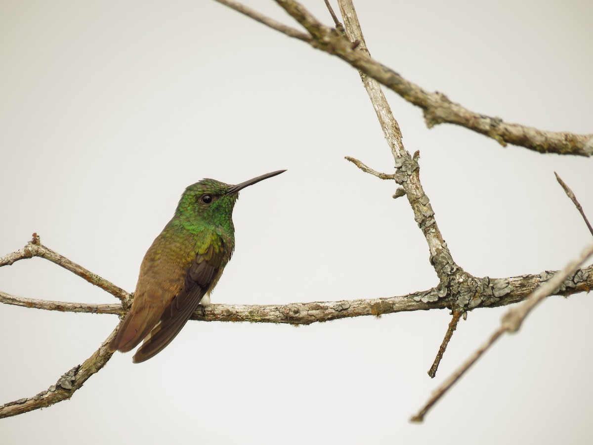 Copper-tailed Hummingbird - Arthur Gomes