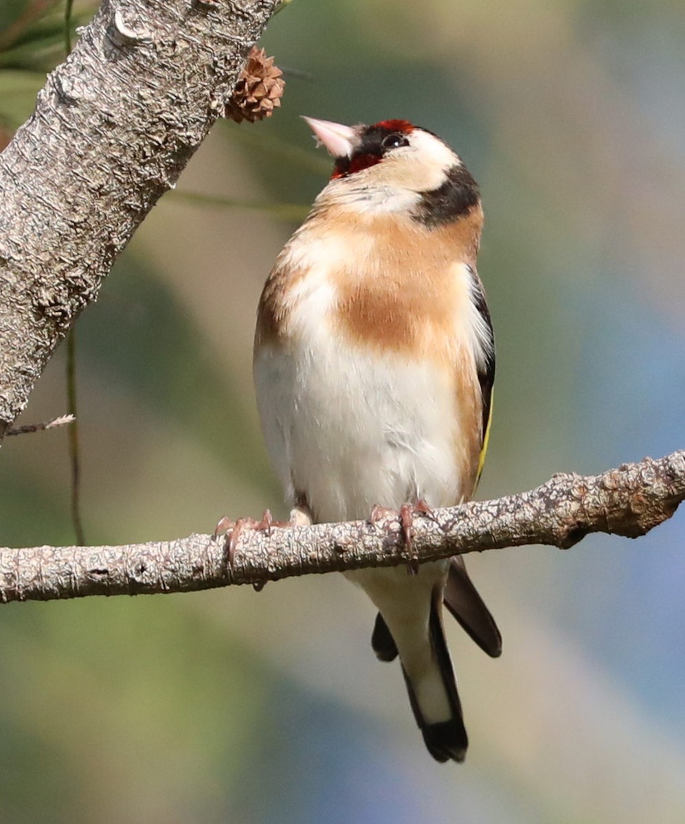 European Goldfinch - Richard Brewer