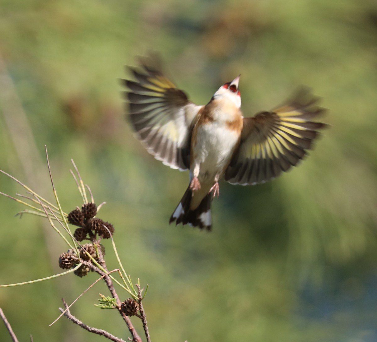 European Goldfinch - ML142822931