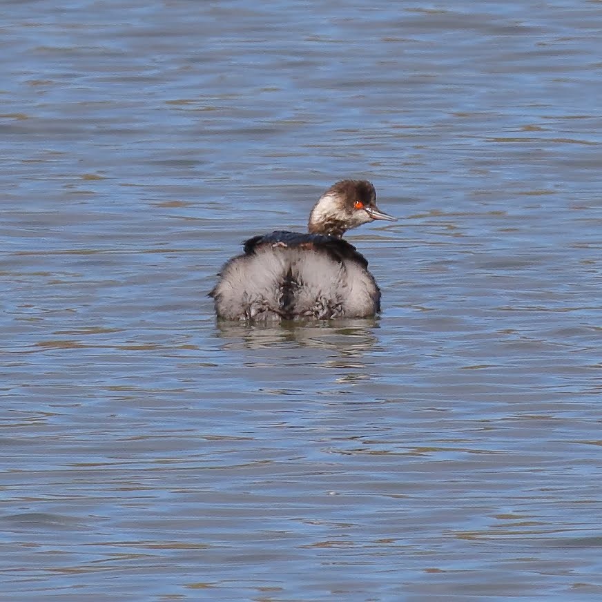 Eared Grebe - ML142822991