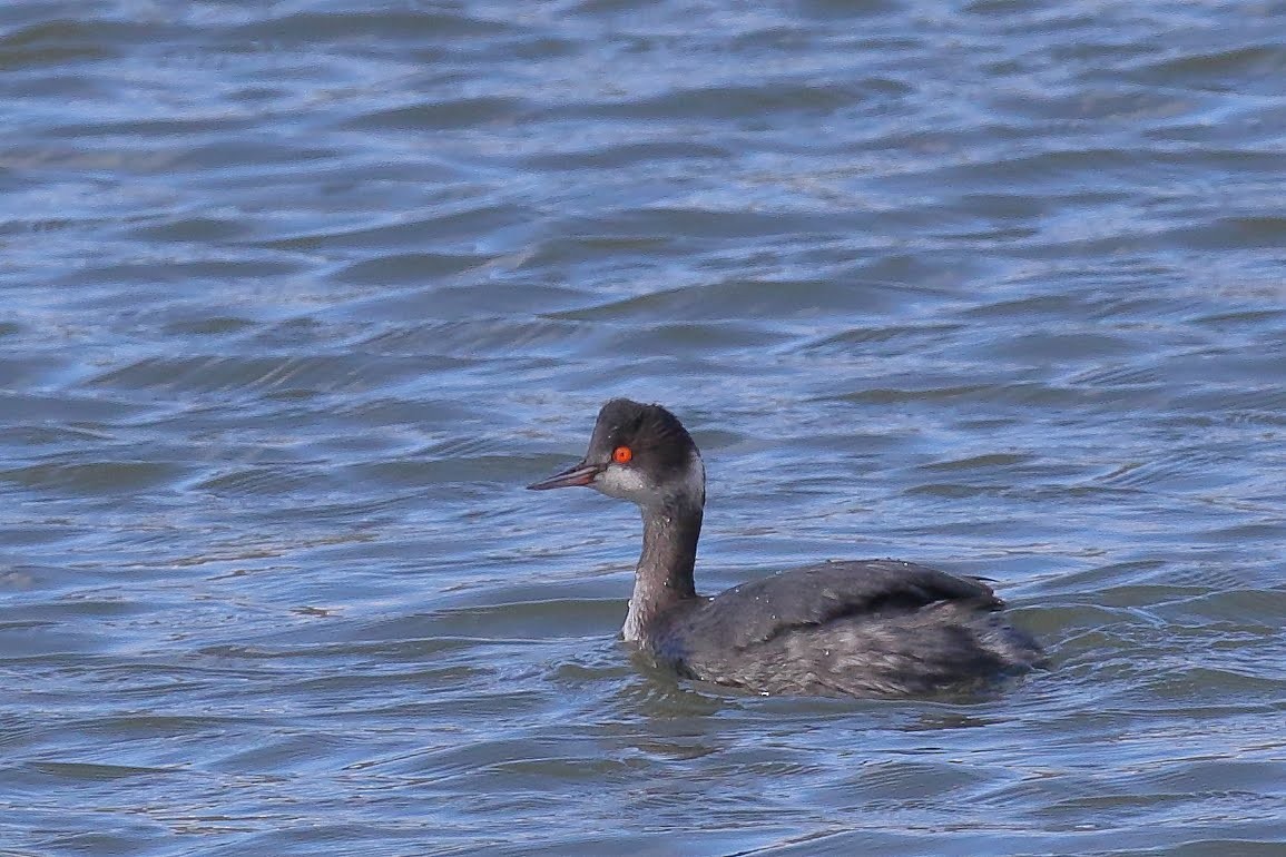 Eared Grebe - ML142823001