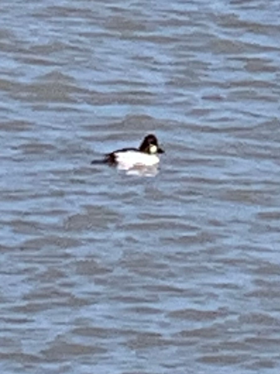 Common Goldeneye - ML142823481