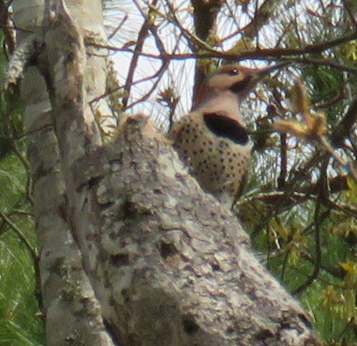 Northern Flicker - Bill Wright_cc