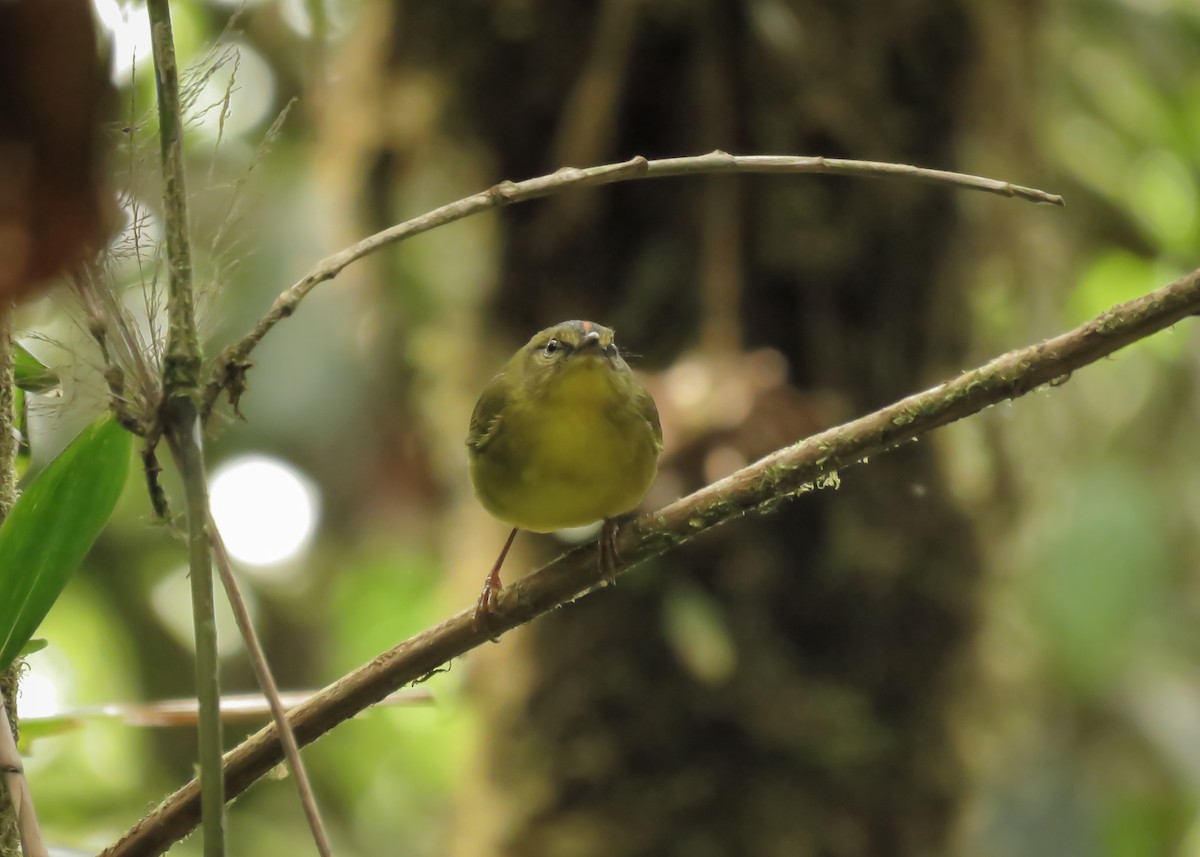 Two-banded Warbler - ML142824481
