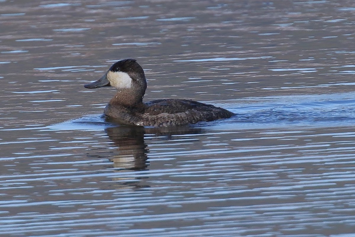 Ruddy Duck - ML142824701