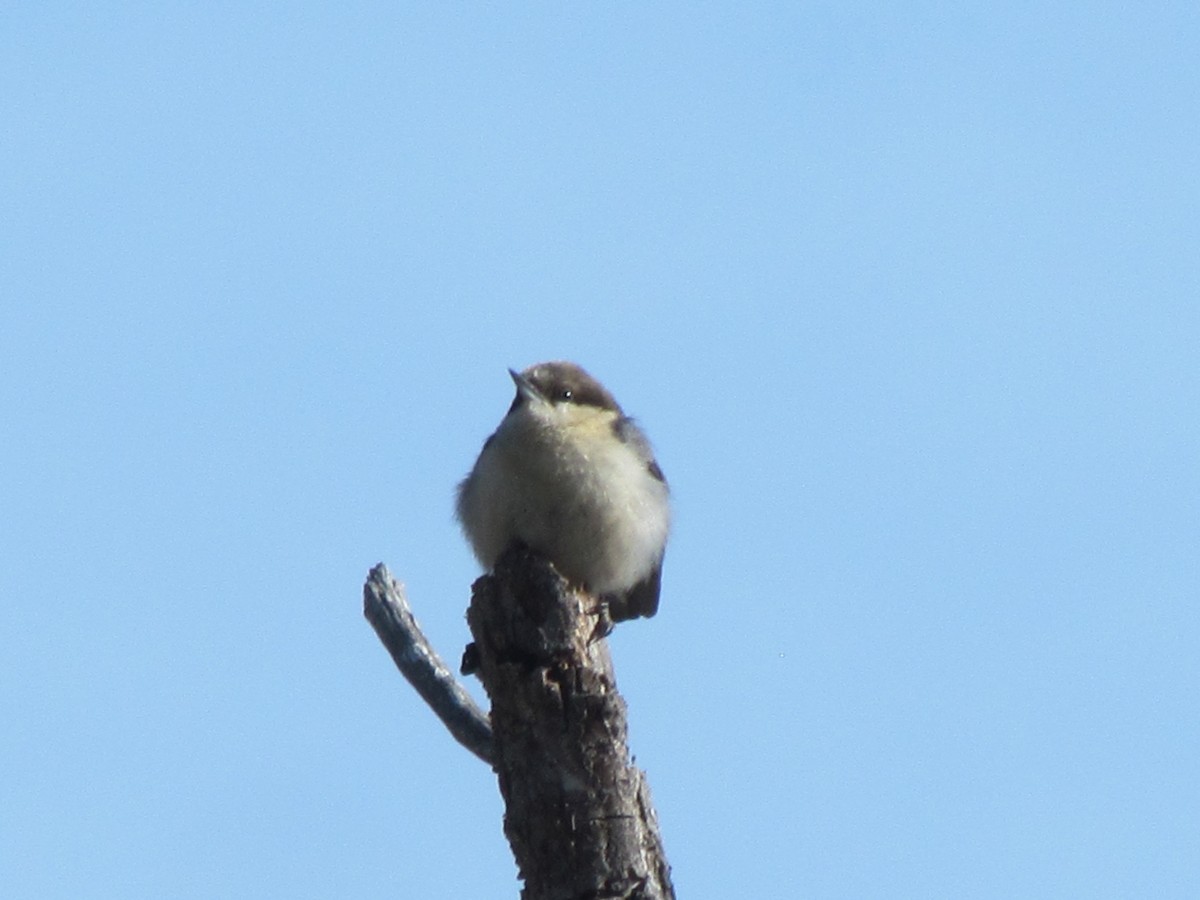 Pygmy Nuthatch - ML142824981