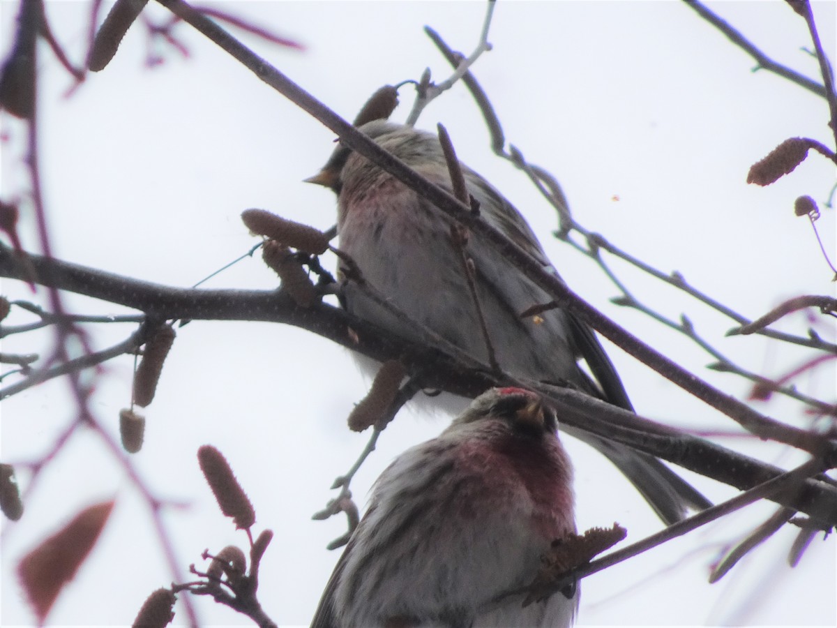 Hoary Redpoll - ML142825131