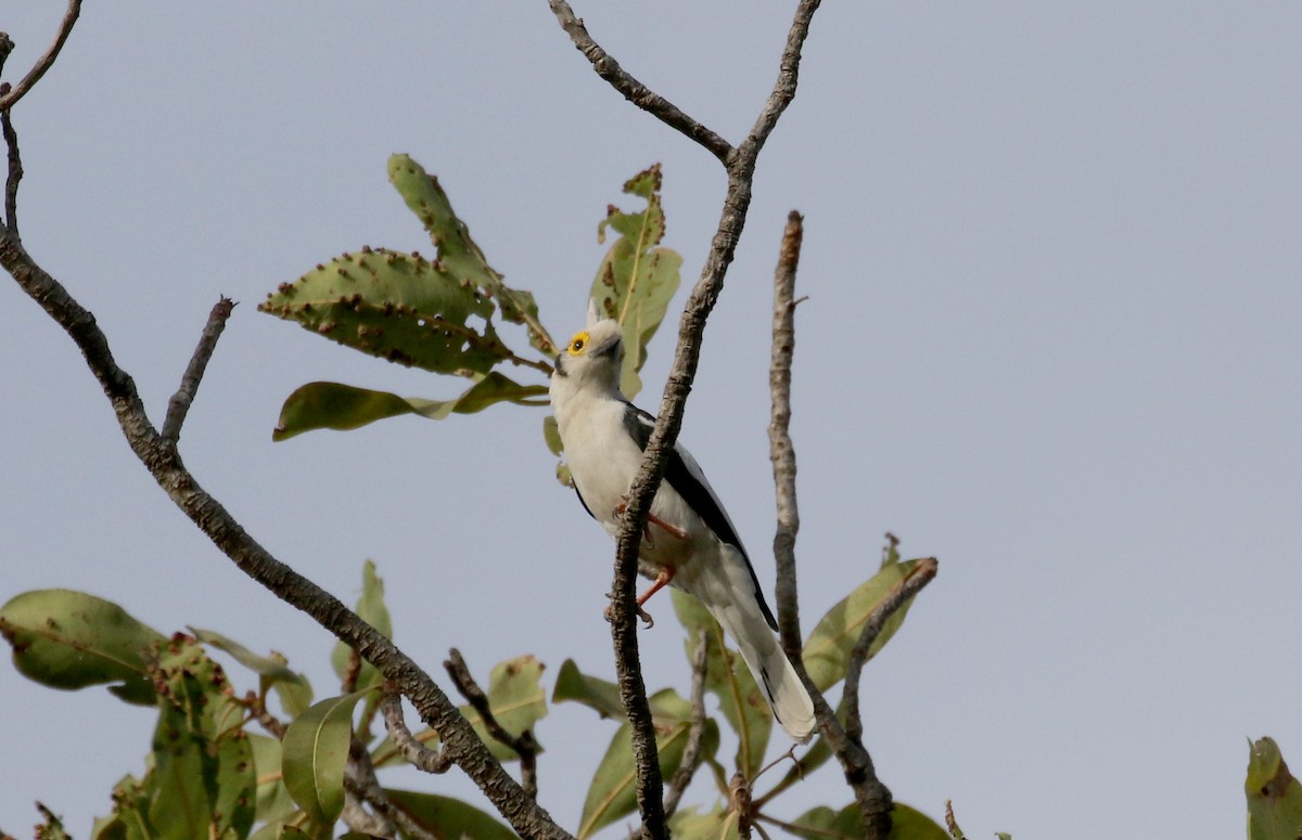 White Helmetshrike (Long-crested) - ML142825221