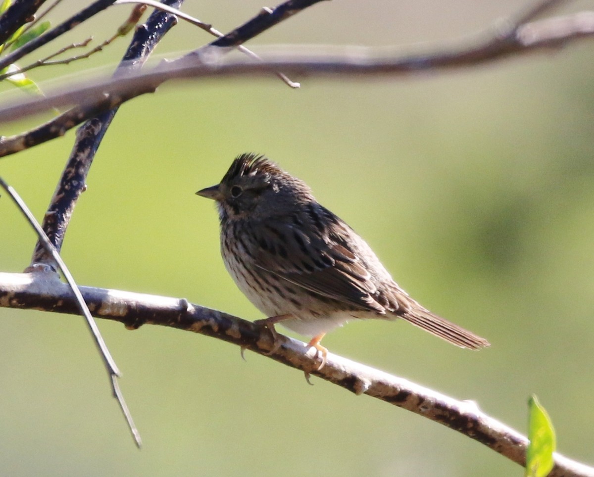 Lincoln's Sparrow - ML142825291