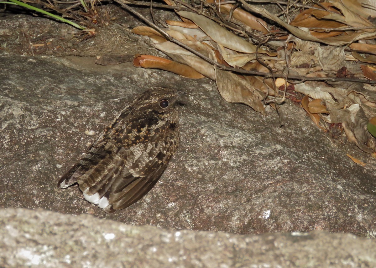 Blackish Nightjar - ML142825491