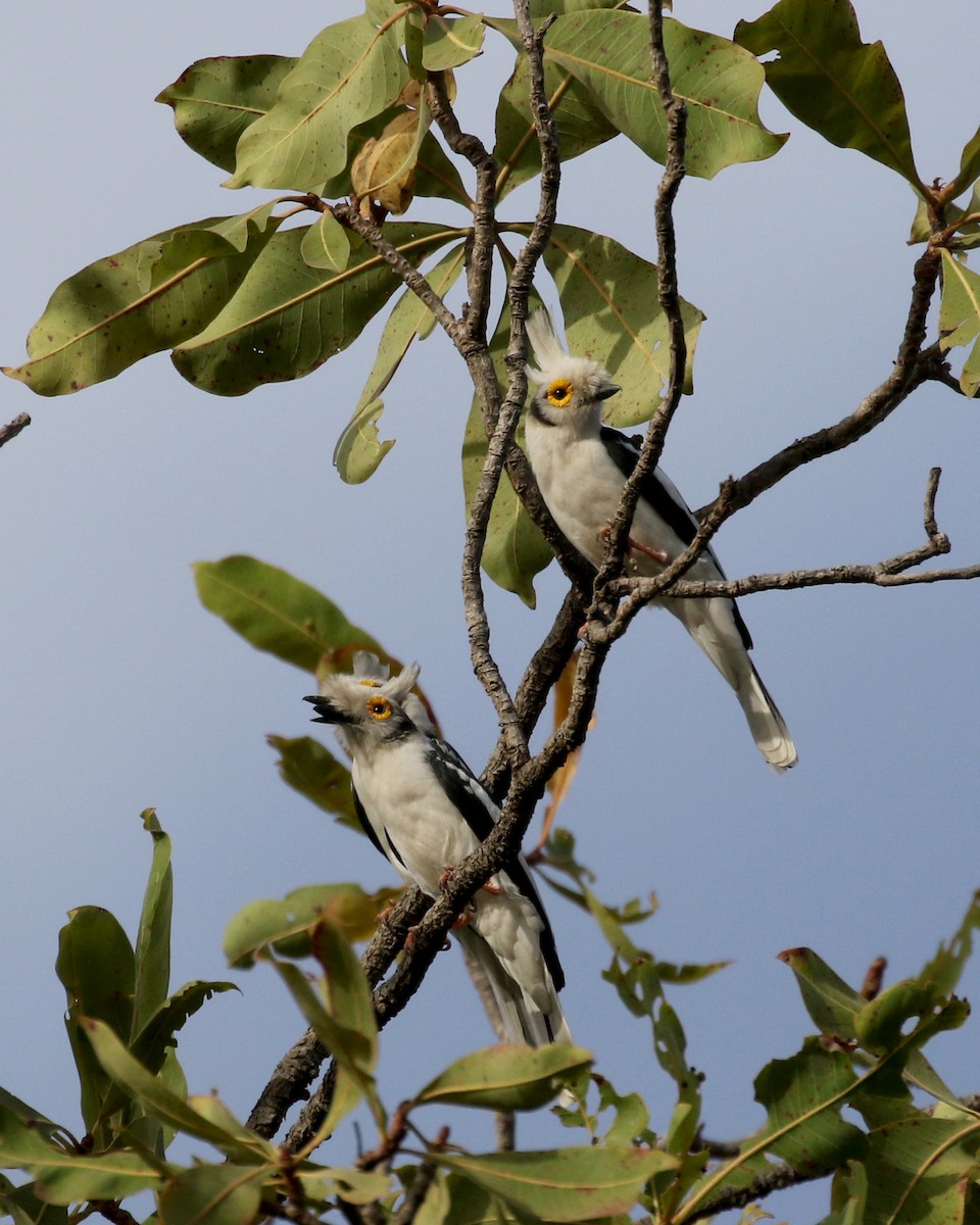 White Helmetshrike (Long-crested) - ML142825901