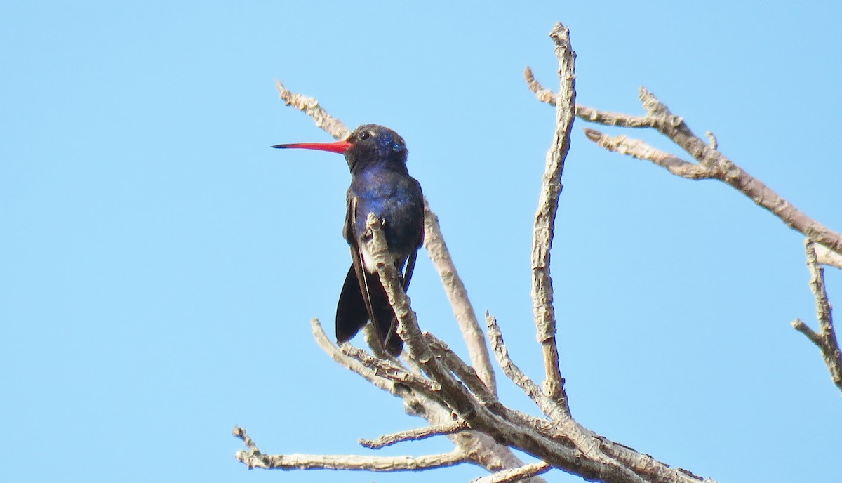 Turquoise-crowned Hummingbird - ML142826041