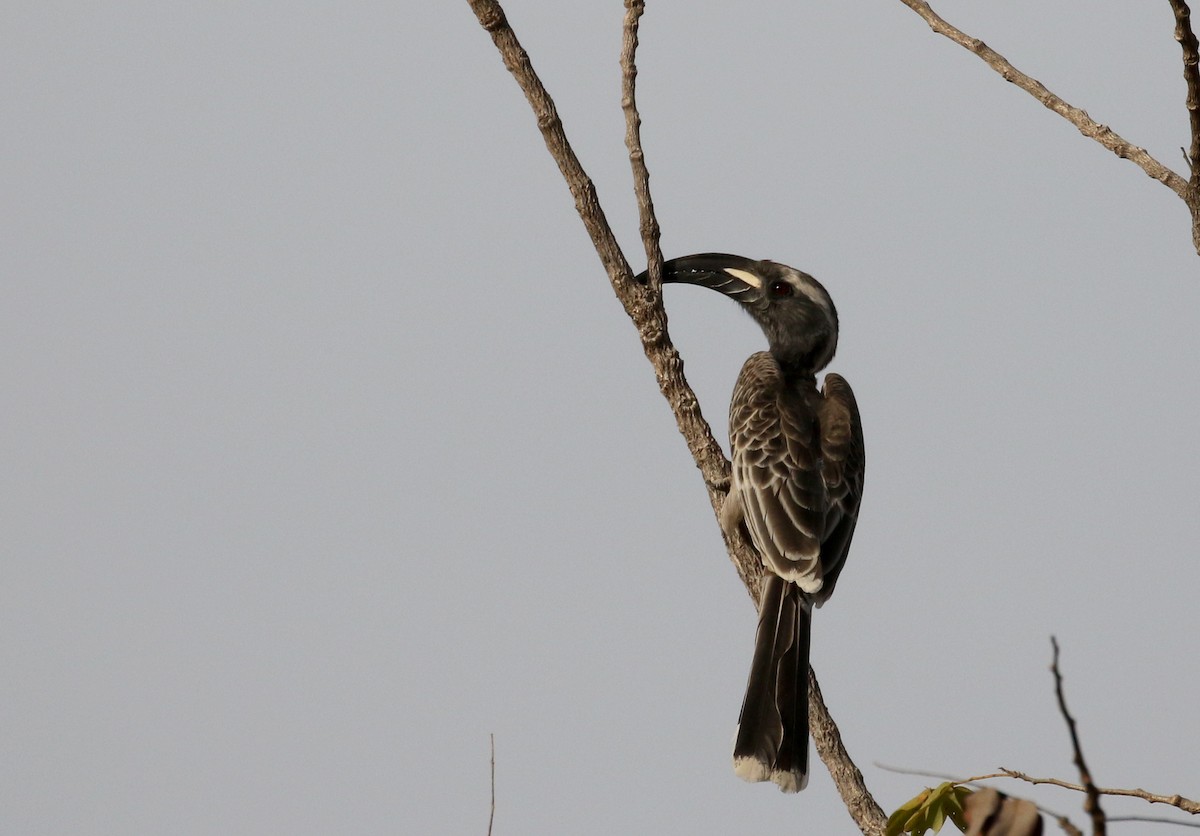 African Gray Hornbill - ML142826131