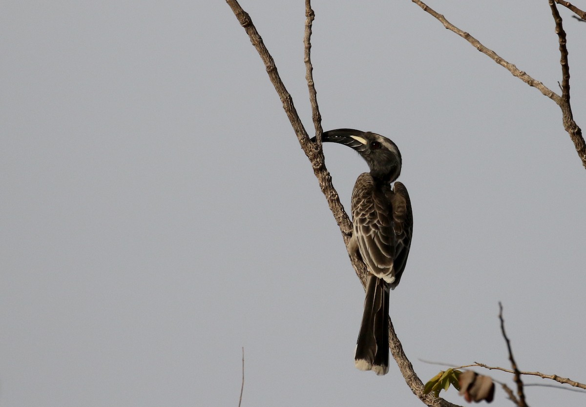 African Gray Hornbill - ML142826151
