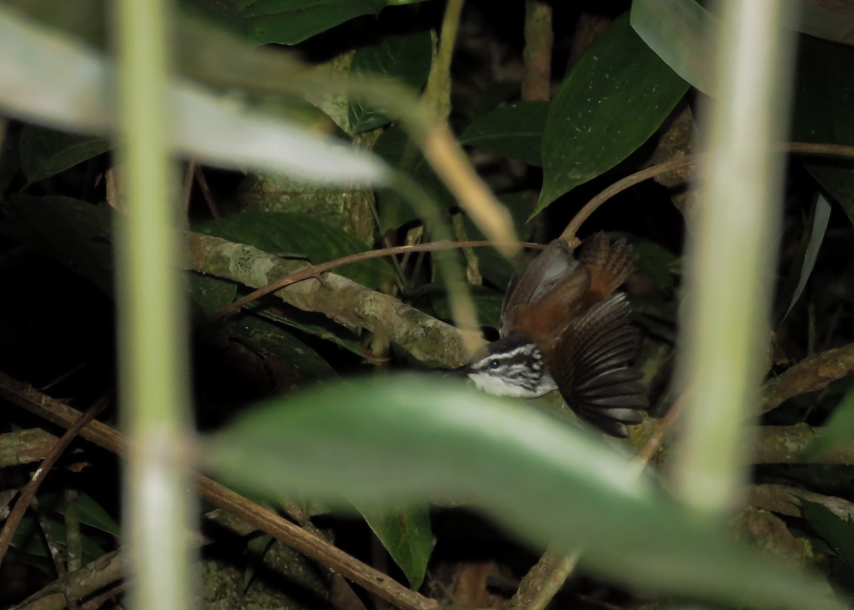 White-breasted Wood-Wren - ML142826511