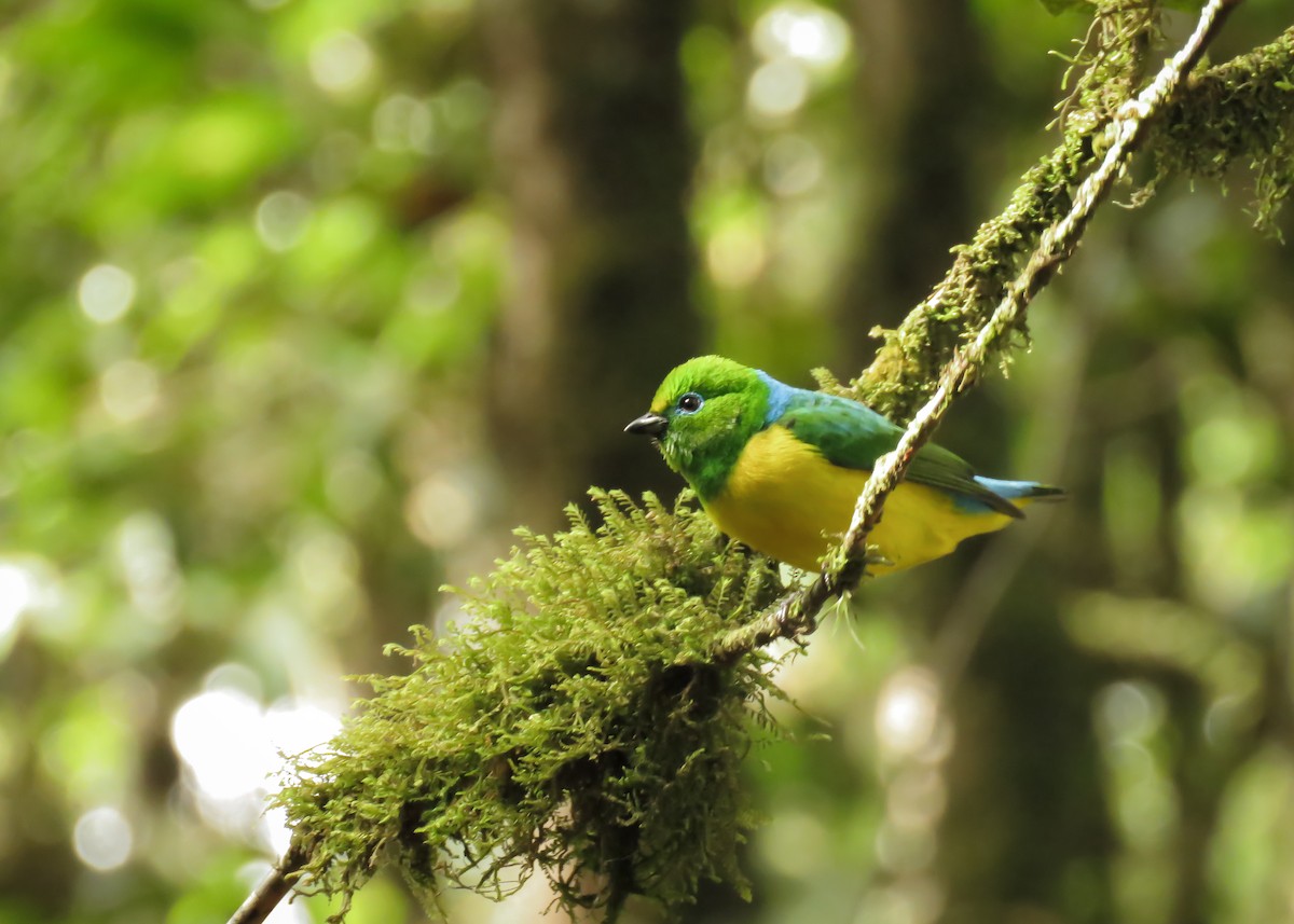 Blue-naped Chlorophonia - ML142826601