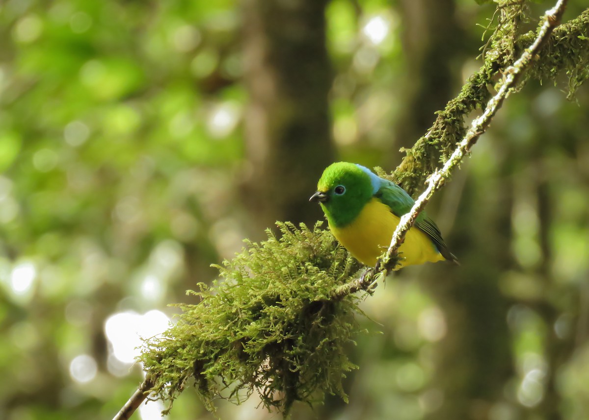 Blue-naped Chlorophonia - ML142826611