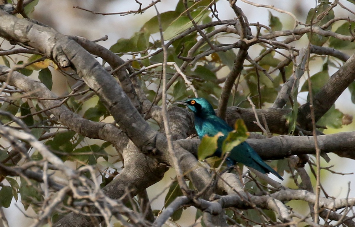 Lesser Blue-eared Starling (Lesser) - ML142826661