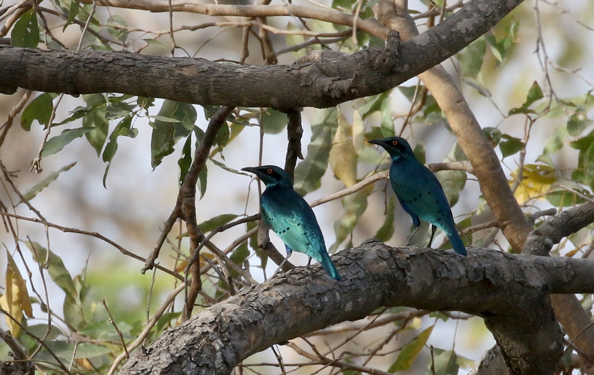 Lesser Blue-eared Starling (Lesser) - ML142826681