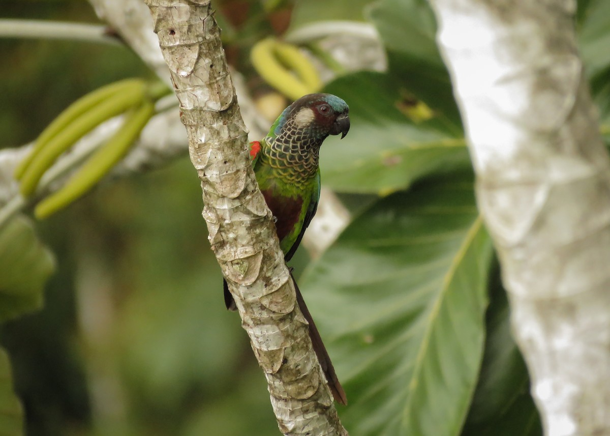 Painted Parakeet - ML142826701