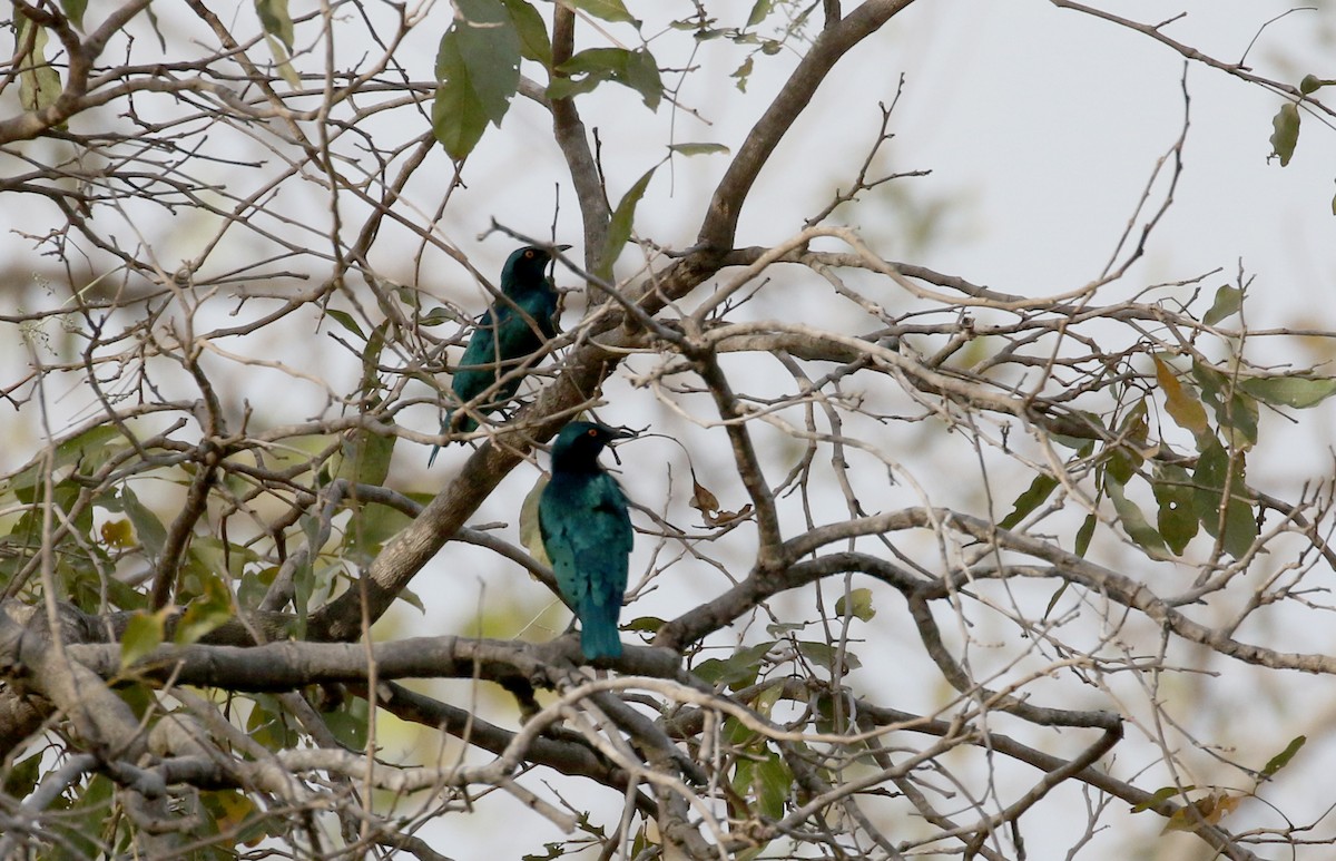 Lesser Blue-eared Starling (Lesser) - ML142826731