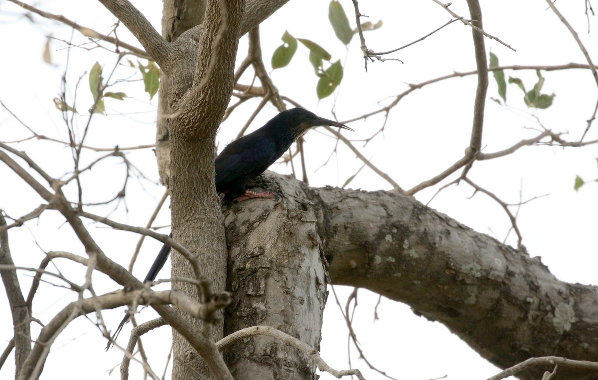 Green Woodhoopoe - ML142826811