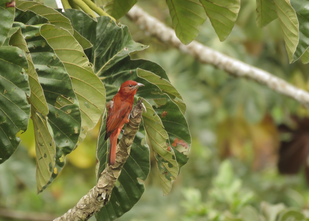 Hepatic Tanager (Highland) - ML142826871