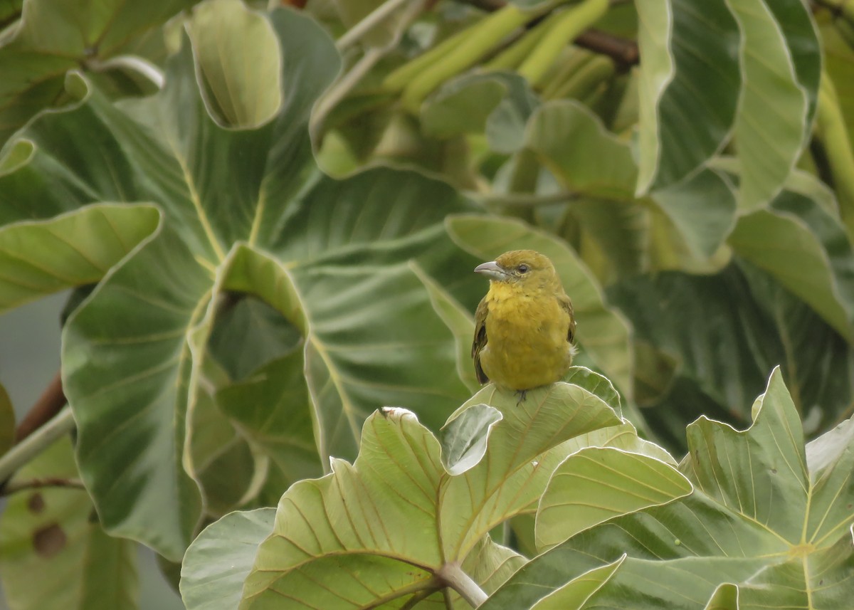 Hepatic Tanager (Highland) - ML142826901