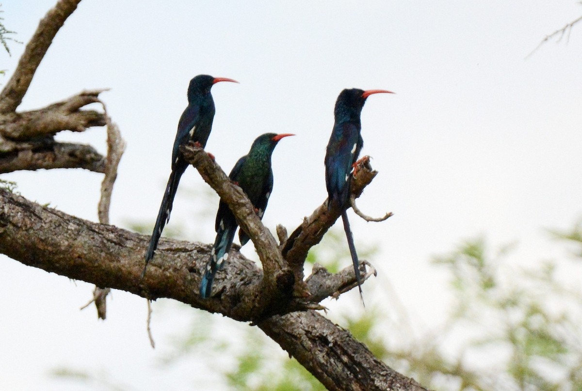 Green Woodhoopoe - ML142826961