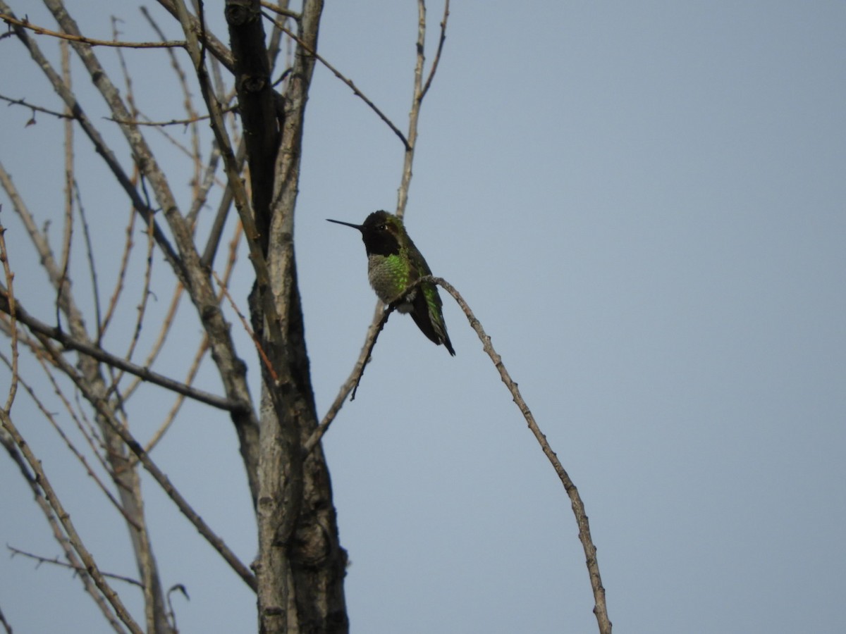 Anna's Hummingbird - ML142827351