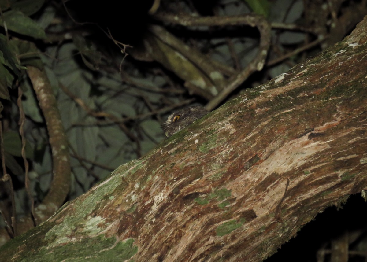 Foothill Screech-Owl (Roraima) - ML142828051