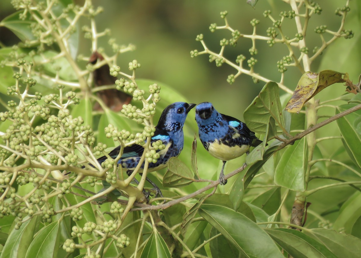 Turquoise Tanager - ML142828241