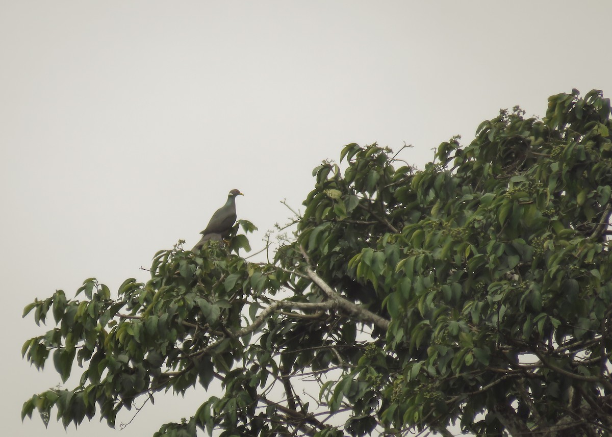 Pigeon à queue barrée (groupe albilinea) - ML142828281