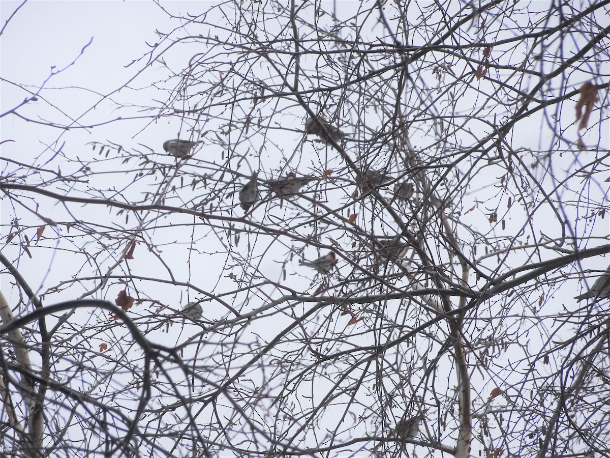 Common Redpoll - ML142828651