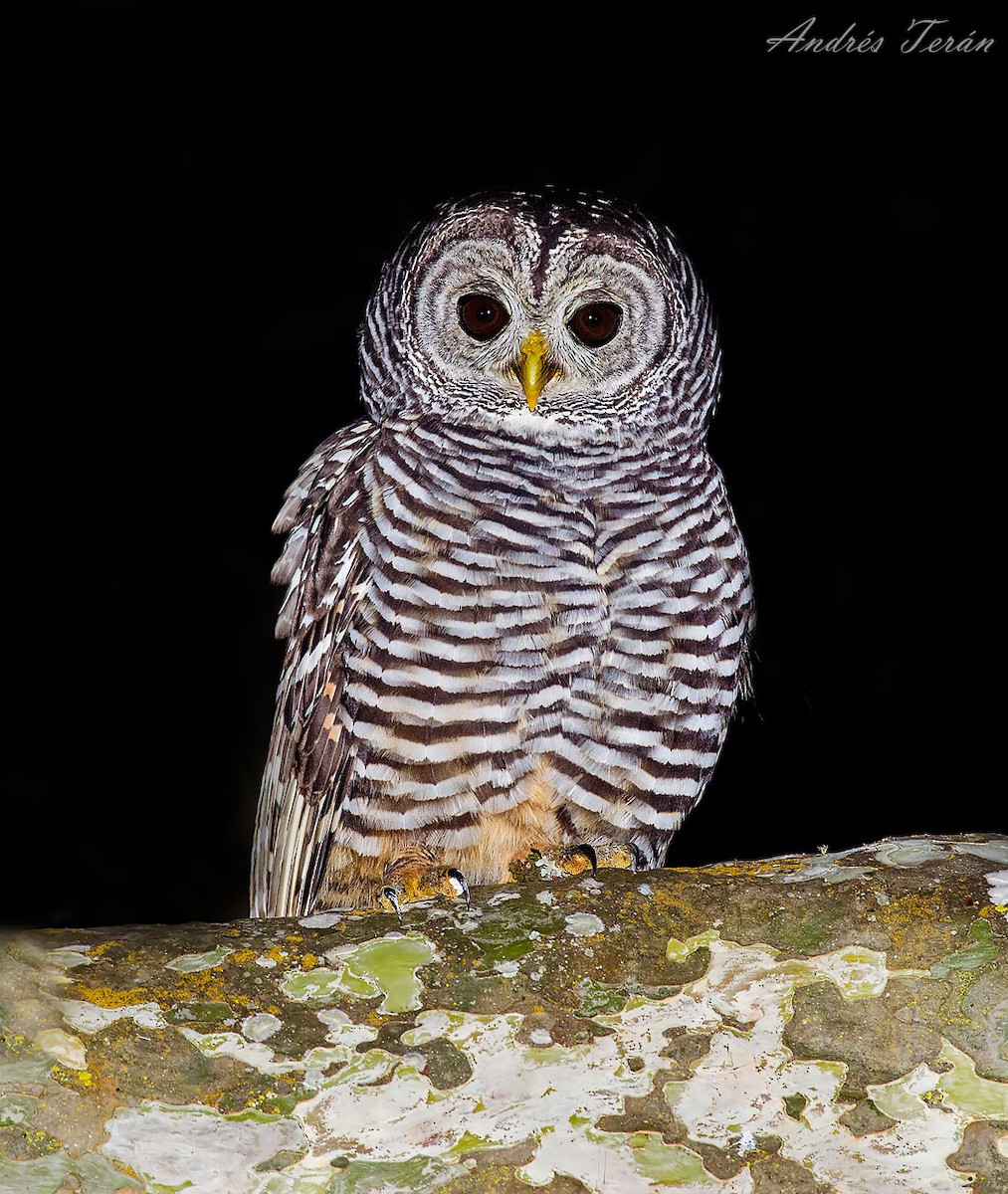 Chaco Owl - Andrés  Terán