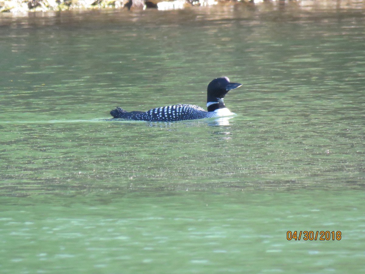 Common Loon - Carrie Bowden