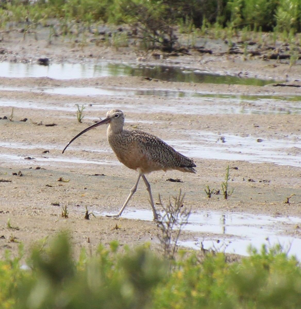 Long-billed Curlew - ML142830011