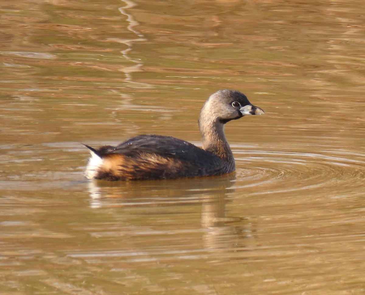 Pied-billed Grebe - ML142830571