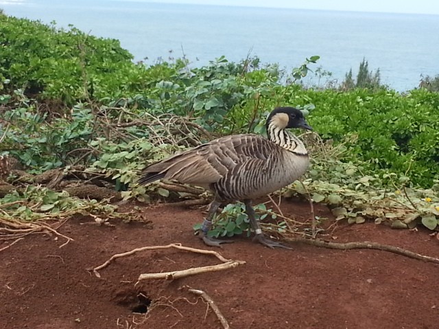 Hawaiian Goose - Jeff Oliver