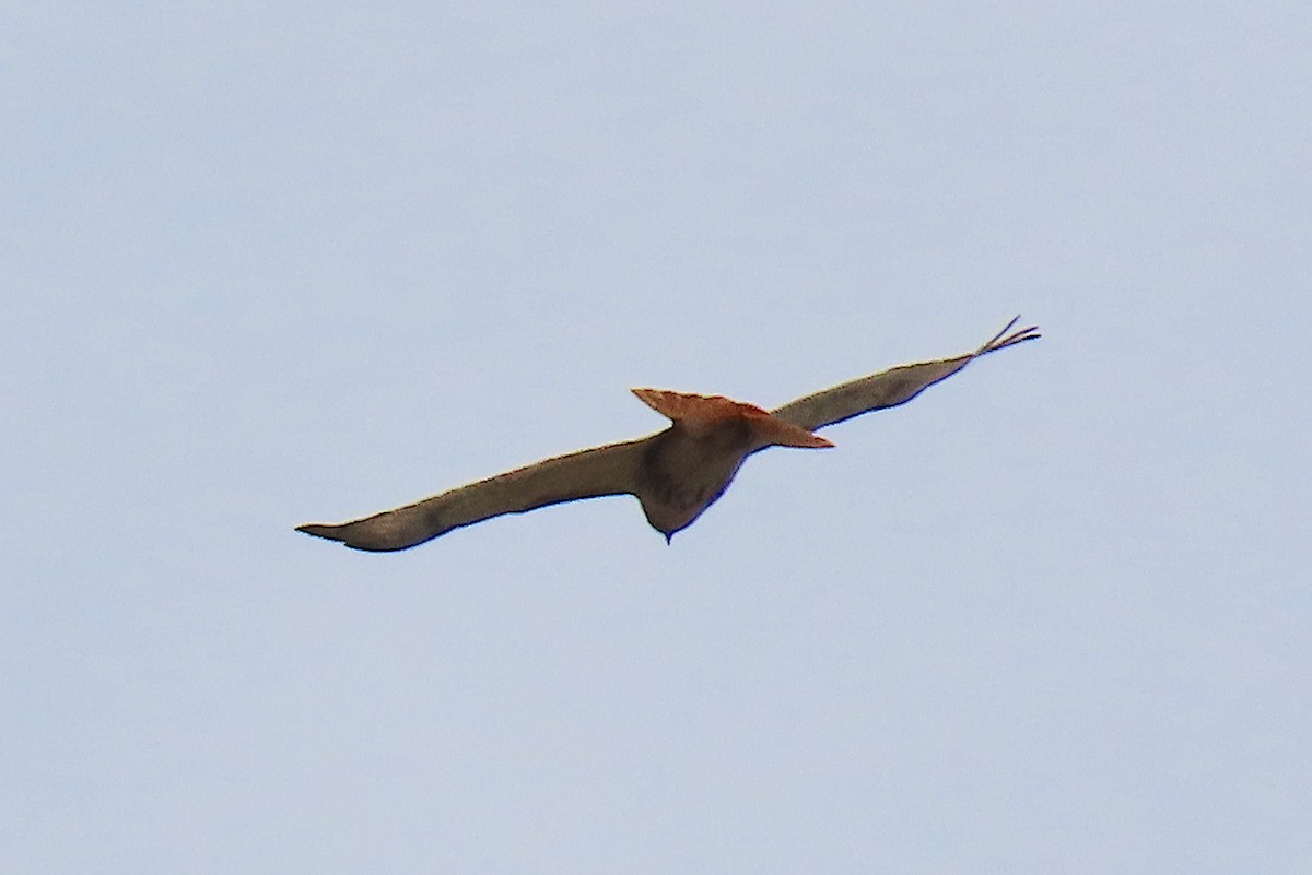 Red-tailed Hawk - ML142830801