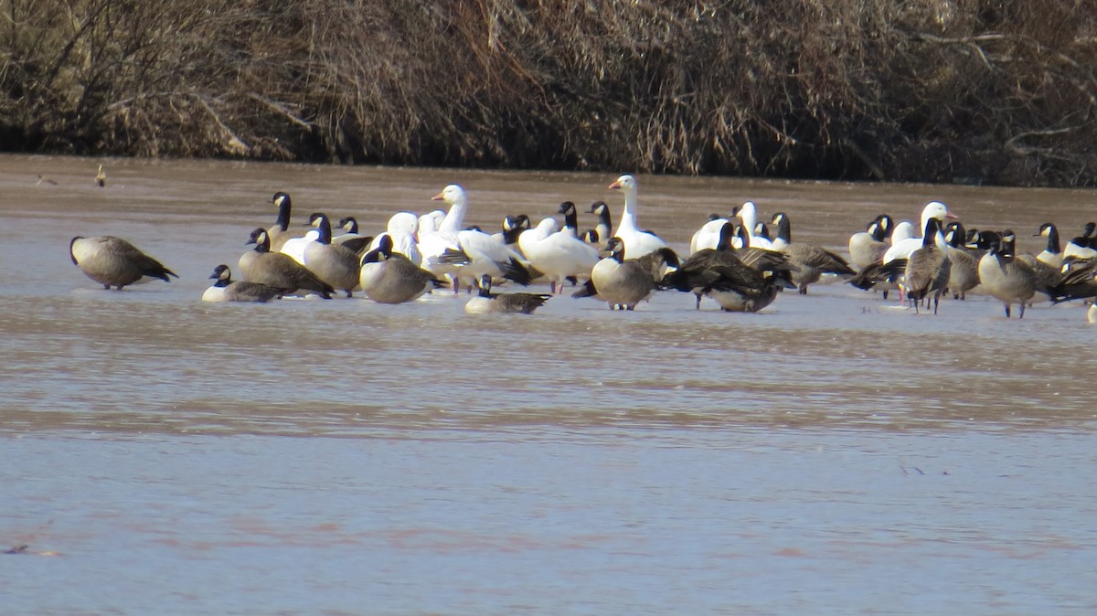 Snow/Ross's Goose - ML142831691