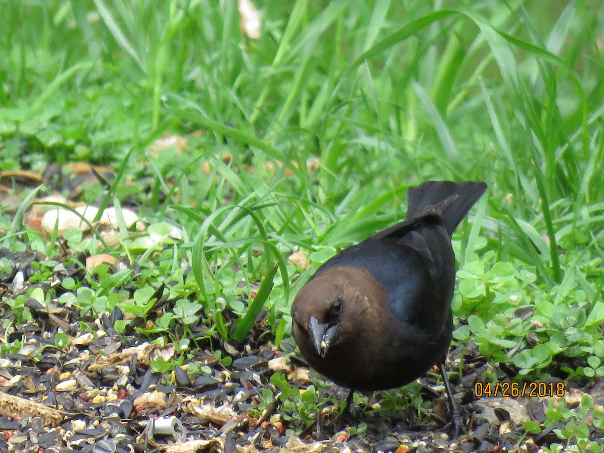 Brown-headed Cowbird - ML142832081