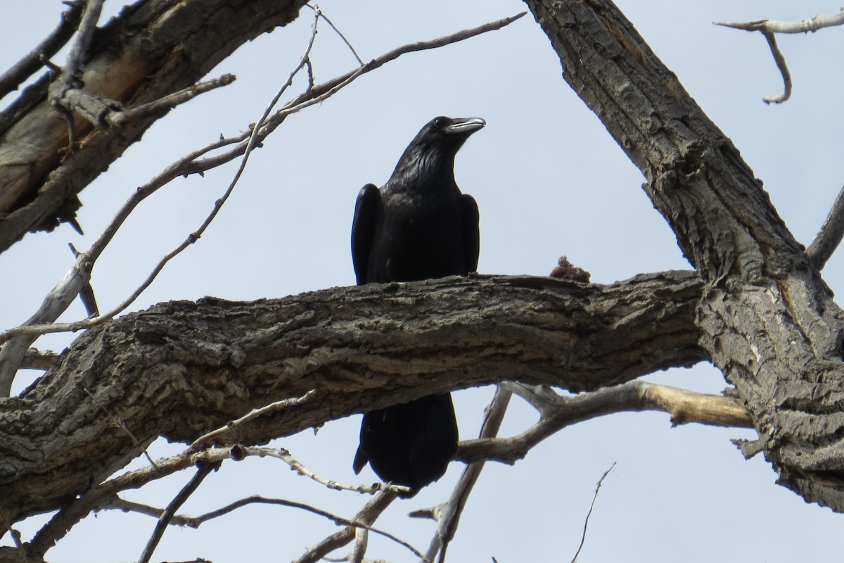 Corvus sp. (raven sp.) - ML142832571