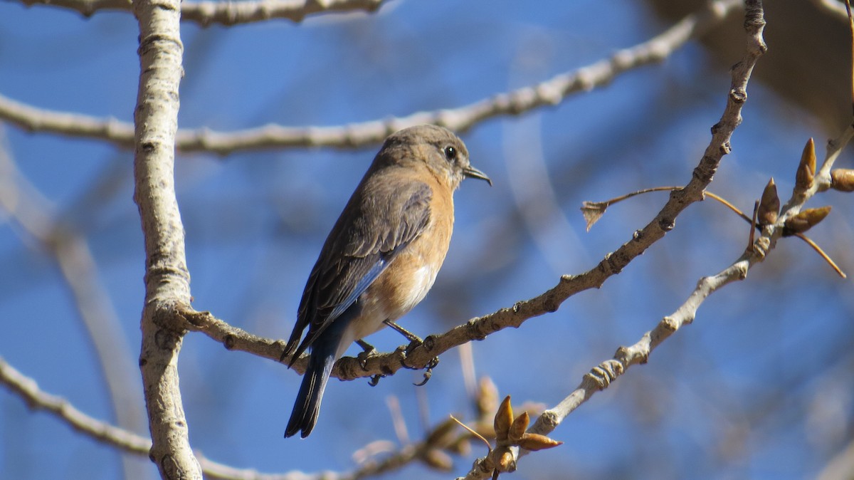 Eastern Bluebird - ML142832691